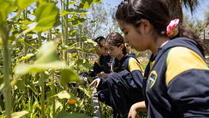 Alumnas del Colegio Colonial de Pirque trabajan en la huerta.