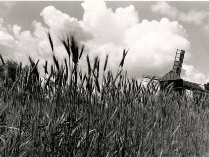 Campos de cereal en Ucrania en julio de 1991.