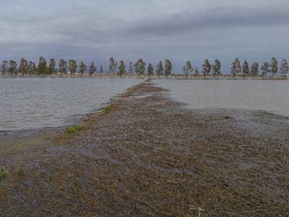 Arrossars del Delta de l'Ebre inundats d'aigua.