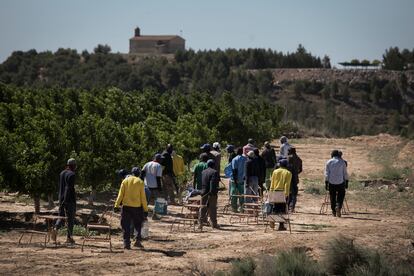 Los trabajadores de Torre Molins se retiran del campo de nectarinas.