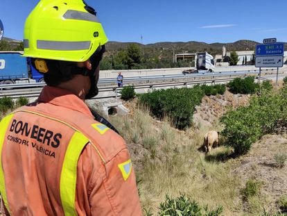 Un bombero observa a uno de los animales que ha quedado suelto en la A-3 en Buñol después de volcar un camión que transportaba toros.