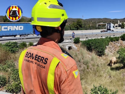 Un bombero observa a uno de los animales que ha quedado suelto en la A-3 en Buñol después de volcar un camión que transportaba toros.