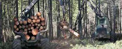 Tala de 2.243 árboles el pasado 9 de octubre en el pinar de Las Navas del Marqués, tres días después de que el Tribunal Superior de Castilla y León anulase la recalificación.