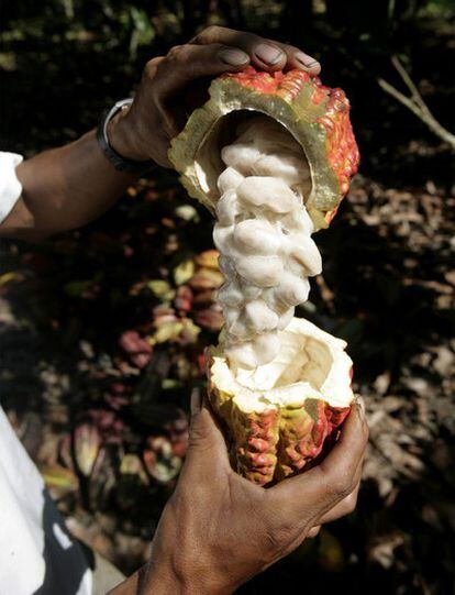 Un trabajador muestra el fruto del cacao en una plantación de Chile.