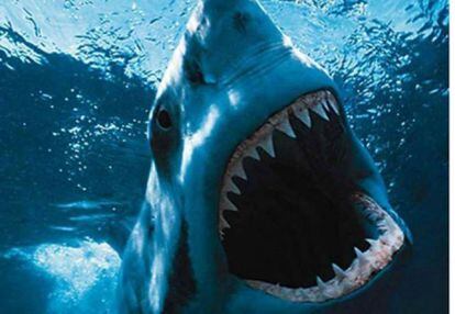 Tiburón asesino y rentable