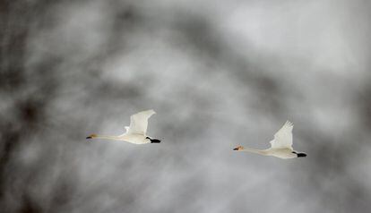 Dos cisnes vuelan sobre el bosque en la reserva de Nalibotsky en Bielorrusia, el 7 de marzo de 2018. 