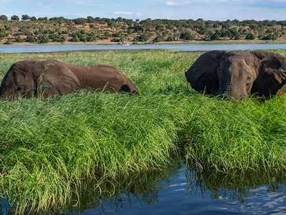 Un elefante en una de las lagunas formadas por el río Okavango, en el noroeste de Botsuana.