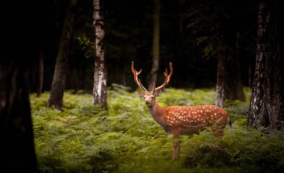 Un venado cola blanca en el parque nacional de Hoge Veluw, en la provincia holandesa de Gelderland.