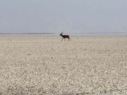 Un ciervo en el lucio del Membrillo del parque de Do&ntilde;ana. 