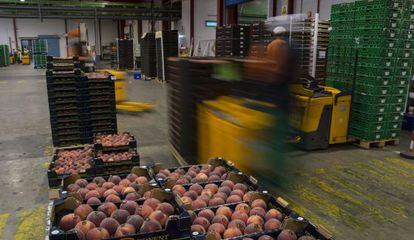 Melocotones a la espera de ser distribuidos en la empresa Fruits de Ponent, en Alcarr&agrave;s.