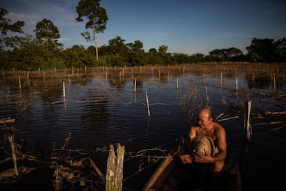 El agricultor Noé Vieira do Carmo, de 44 años, muestra la magnitud del daño de las inundaciones a su plantación de maracuyá, el 23 de mayo de 2021, en la comunidad de Vila do Cuinha de Amazonas (Brasil). "