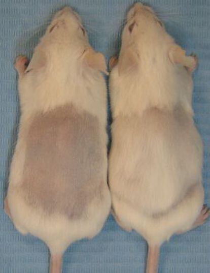 Tras rasurar el lomo, el pelo creció más rápido entre los ratones tratados para modular el número de macrófagos (derecha)