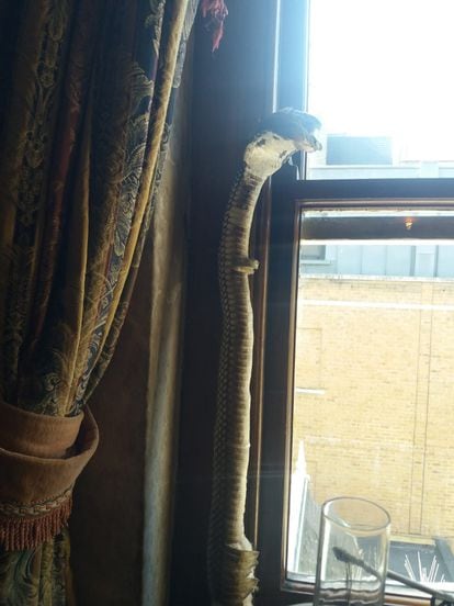 The stuffed cobra in Watson's room at 221 B Baker Street.