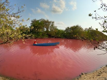 Un hombre rema a través de las aguas teñidas de rosa de la laguna La Escobilla, en Oaxaca.