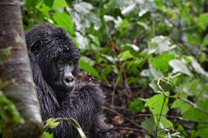 Uno de los 400 gorilas de montaña del Parque Natural de Bwindi, que es el hábitat de más de la mitad de todos los del planeta. Los gorilas del parque se dividen en cuatro grupos, uno de los cuales está controlado con fines de investigación científica mientras que los otros tres viven en completa libertad. 