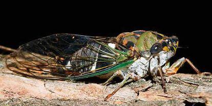 Imagen de una cicada nativa de EE UU.