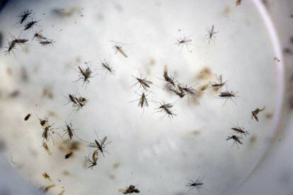 Un laboratorio colombiano analiza mosquitos Aedes, transmisores del zika, en febrero.