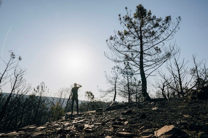 Zona arrasada por las llamas en la localidad abulense de Cebreros, este domingo. El director técnico de extinción de incendios en el Puesto de Mando Avanzado (PMA), Carlos Mendiguchía, ha advertido de las reproducciones que están ocurriendo en el amplio perímetro del incendio de Cebreros (Ávila), que esta noche ha tenido una evolución favorable. 