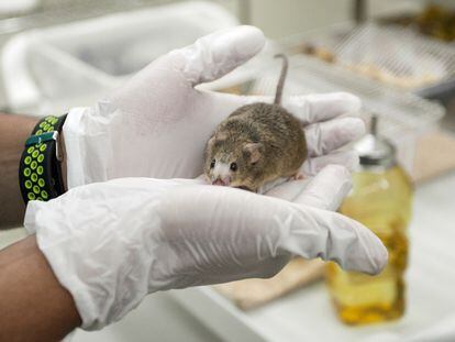 Un ratón en el animalario de la Universidad de La Laguna, hace tres años.