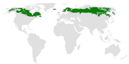 Regiones del planeta por las que se extiende la taiga, en su mayoría formada por coníferas.