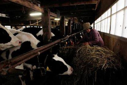 Una mujer alimenta a sus vacas en una granja en Kawamata, en la prefectura de Fukushima, a unos 45 kilómetros al oeste de la central nuclear dañada en el seísmo.