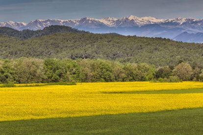 Una plantaci&oacute;n de colza en Usall (Pla de l&#039;Estany)