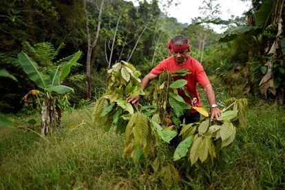 Una plantación de coca en la región de Catatumbo, al norte del departamento de Santander (Colombia), en febrero de 2019.