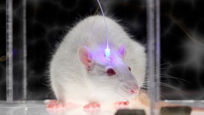 Una rata con un implante optogenético.