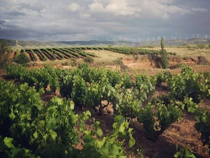 Viñedos del municipio de Quel en Rioja Oriental con molinos de la Sierra de Yerga al fondo.