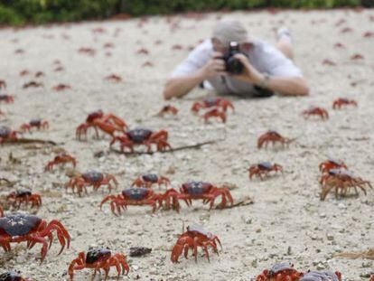 La gran migración de los cangrejos rojos, endémicos de la isla de Navidad (Australia).