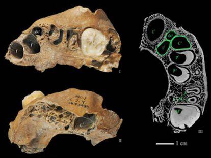 Maxilar humano hallado en Xujiayao, de unos 90.000 años