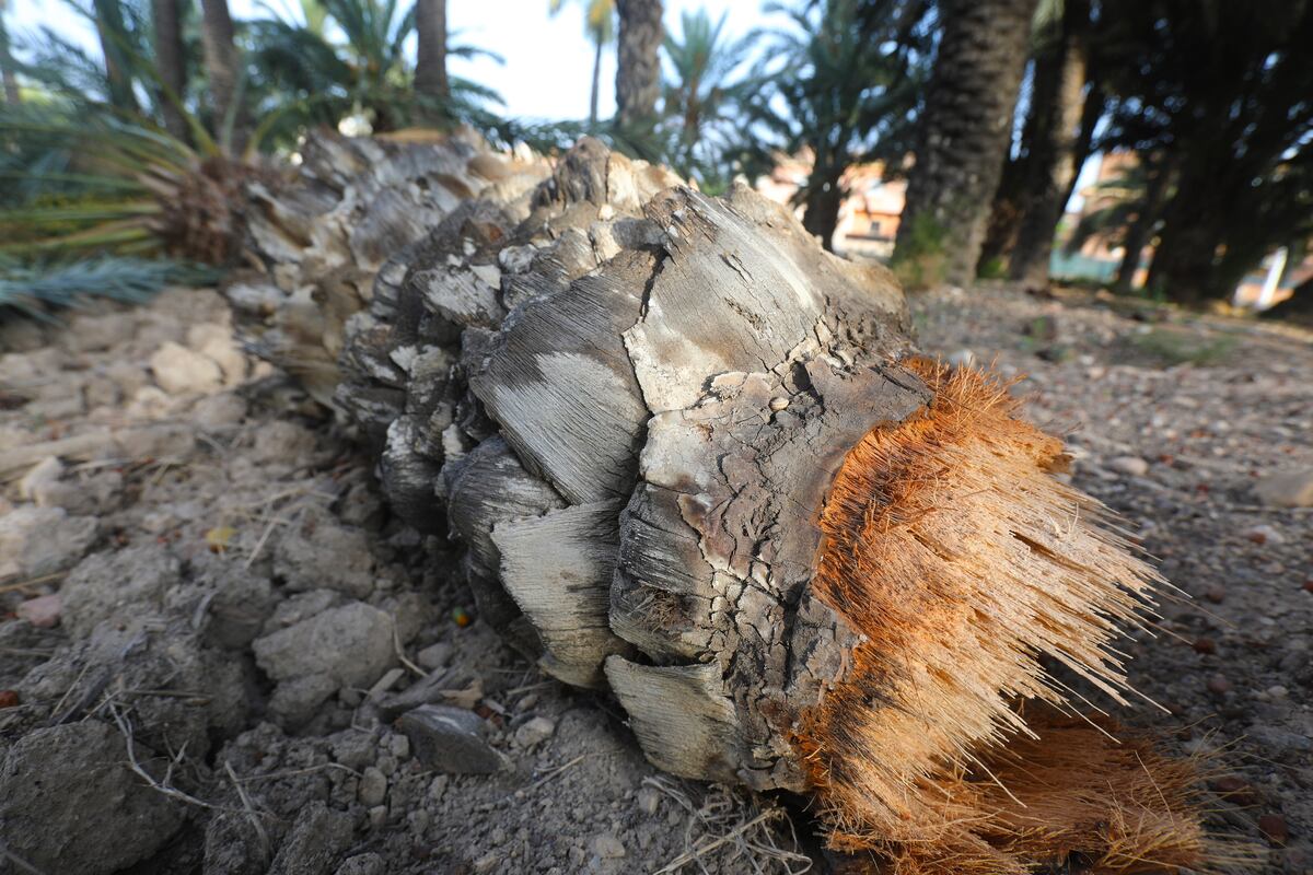 Un calor que derriba palmeras en Alicante | Clima y Medio Ambiente