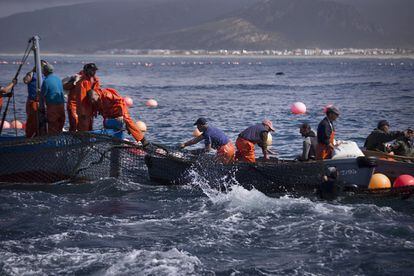 Varios pescadores en un bote inician la subida de las redes.