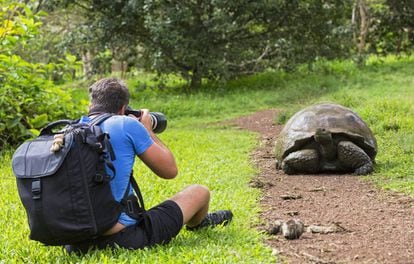 Un hombre fotografía una tortuga gigante en las islas Galápagos.