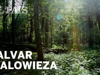 La lucha por salvar el bosque primitivo de Bialowieza