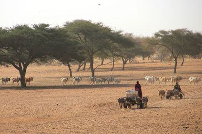 Cada mañana, con los primeros rayos de sol, cientos de pastores llegaN con sus carros arrastrados por mulas y sus rebaños de bueyes, vacas y ovejas en busca de agua.
