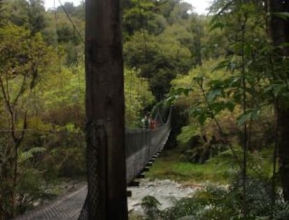 Puente para un máximo de cinco personas en una ruta de senderismo por la West Coast neozelandesa.