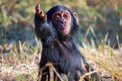 Imagen de Jake, uno de los bebés chimpancé estudiados en la investigación, haciendo un gesto a otro chimpancé