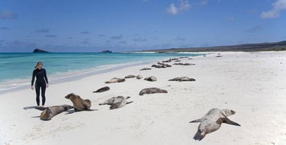 Leones marinos tumbados al sol en una playa de las islas Galápagos.