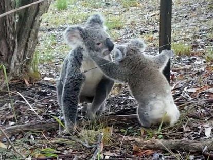 El rescate de una mamá koala a su bebé atrapado en una alambrada
