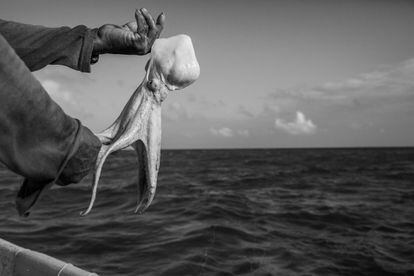 Con el objetivo de preservar la especie, un biólogo marino ha creado la primera granja de pulpos maya, especie endémica de la costa de Yucatán de la que viven unas 15.000 familias. <p>En la imagen, captura de un pulpo maya en alta mar por un pescador artesanal en los últimos días antes de que comience la veda. En Yucatán la prohibición se extiende de diciembre a agosto para evitar la sobrepesca.</p>