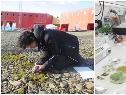 La investigadora Alicia Perera, de la Universidad de las islas Baleares, recogiendo musgos y en su laboratorio.