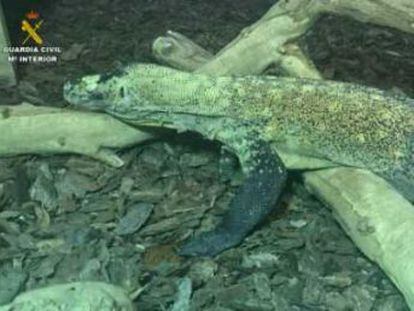 El lagarto, encontrado en un local de Cornellà de Llobregat, puede medir hasta tres metros de largo y pesar 160 kilos