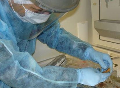 Carlos Lalueza Fox, con una muestra de neandertal en el laboratorio del Instituto Max Planck de Antropología Evolutiva.