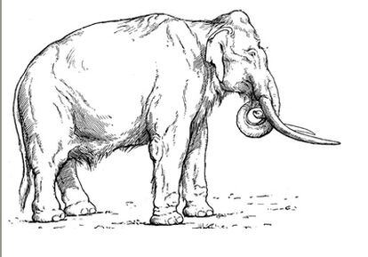 Dibujo de un mamut meridional.
