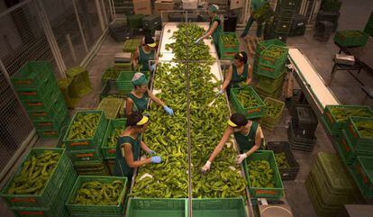 Trabajadoras colocan el g&eacute;nero en cajas una planta de Motril (Granada).