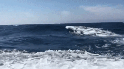 Una de las orcas salta junto al velero Beautiful Dreamer durante el rescate de Salvamento Marítimo