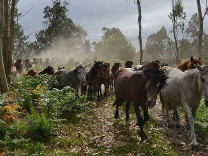 Caballos salvajes atraviesan el monte hacia la aldea de Sabucedo para participar en A Rapa das Bestas de julio de 2015.