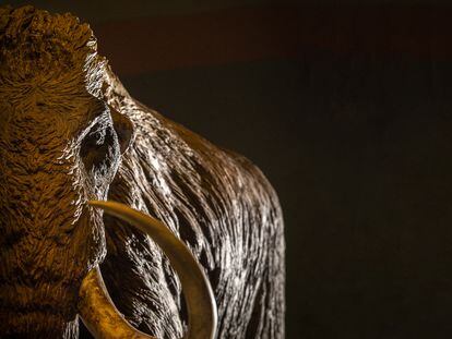 Maqueta de un mamut, en la exposición ‘Mamut. El gigante de la Edad de Hielo’, en el CaixaForum de Madrid.