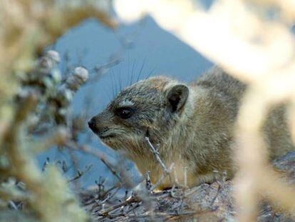 El damán de El Cabo <i>(Procavia capensis),</i> el pariente vivo más cercano del elefante, coexistió con los dinosaurios.